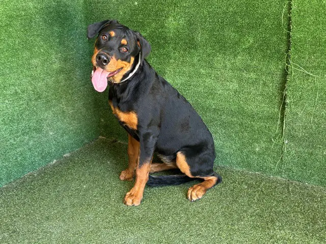 Unknown - Rottweiler
