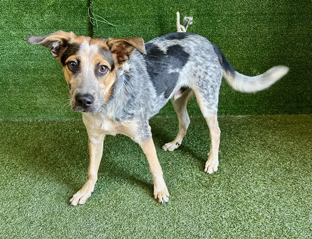 Keanu - Queensland Heeler