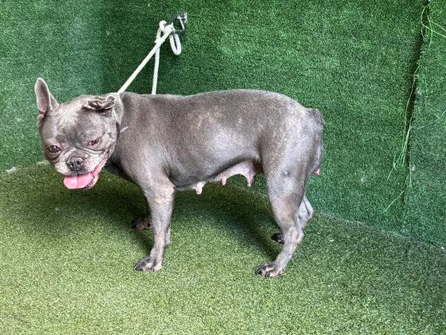Britt - French Bulldog