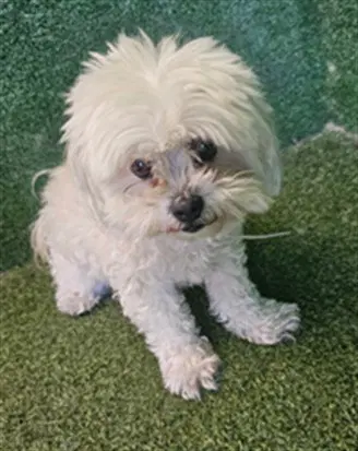 Joy - Poodle (Miniature)