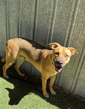 BEAN, a dog for adoption from Los Angeles County Animal Control - Lancaster