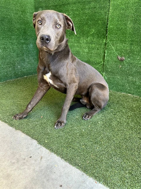 Bluey