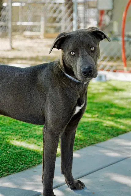 Bluey - Pit Bull Terrier