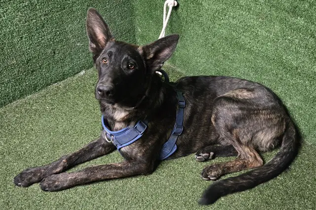 Buster - German Shepherd Dog
