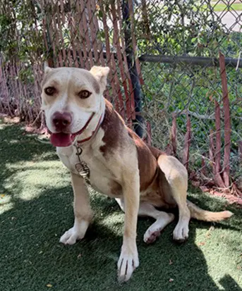 Bella - Pit Bull Terrier