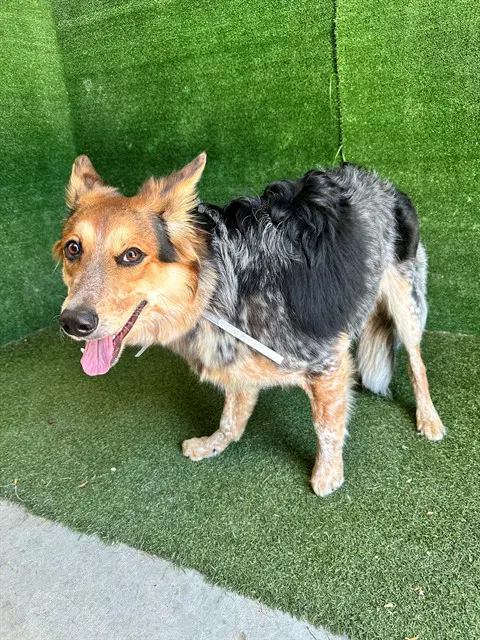 April - Australian Cattle Dog/Blue Heeler