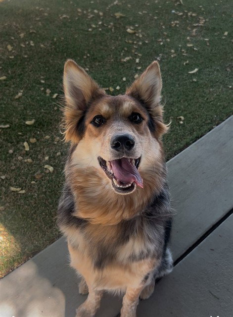 APRIL, a dog for adoption from Los Angeles County Animal Control - Lancaster