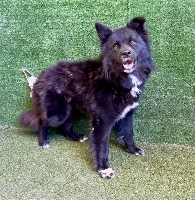 Carson - Chow Chow