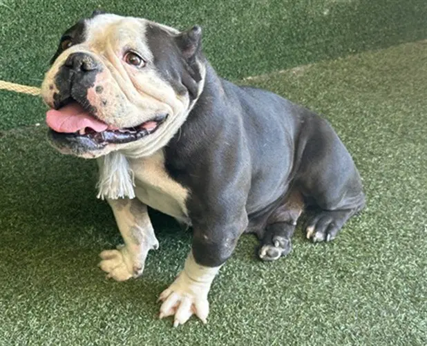 Cami - English Bulldog