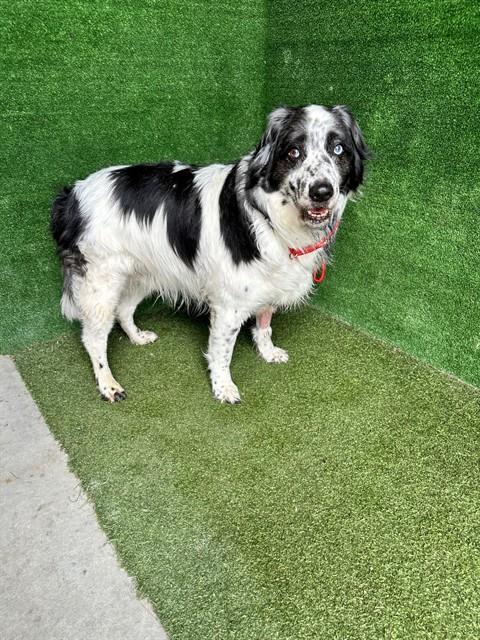 Floofy - Australian Shepherd