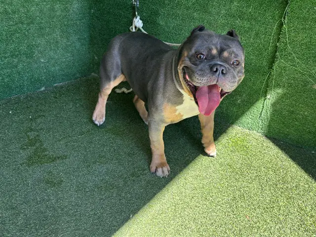 Buddy - English Bulldog