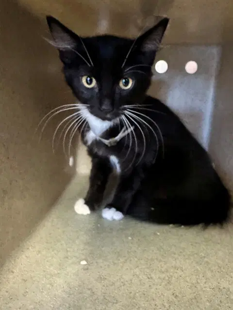 Vicky - Domestic Short Hair