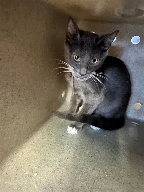 Becky - Domestic Short Hair