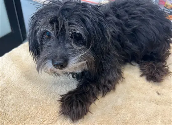 Pau Pau - Terrier