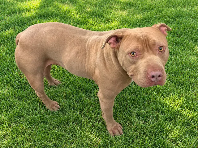 Rocky - Staffordshire Bull Terrier