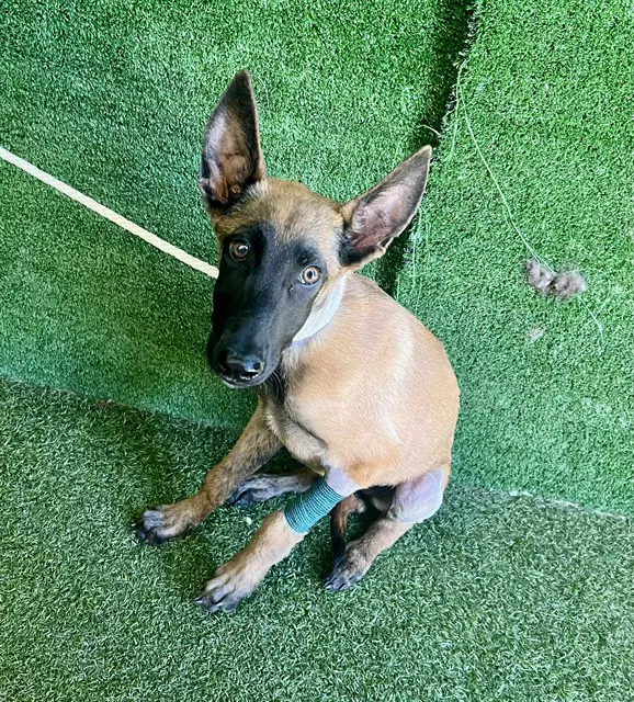 Baby Cakes - Belgian Shepherd Malinois