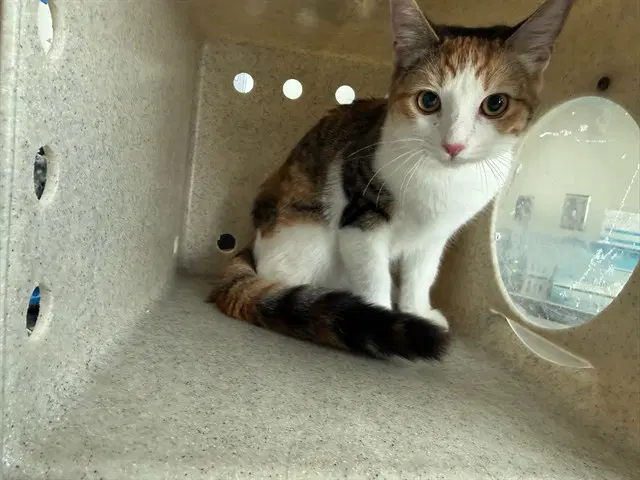 Cutie - Domestic Short Hair