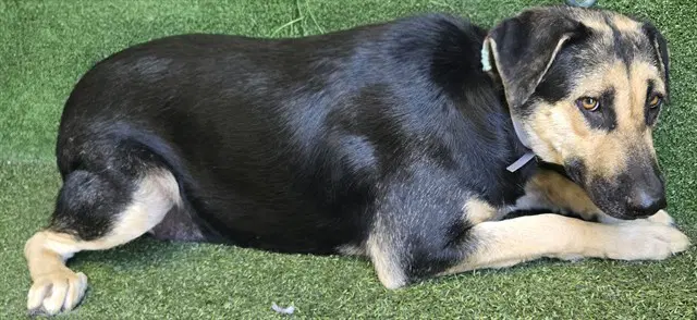 Trixie - German Shepherd Dog
