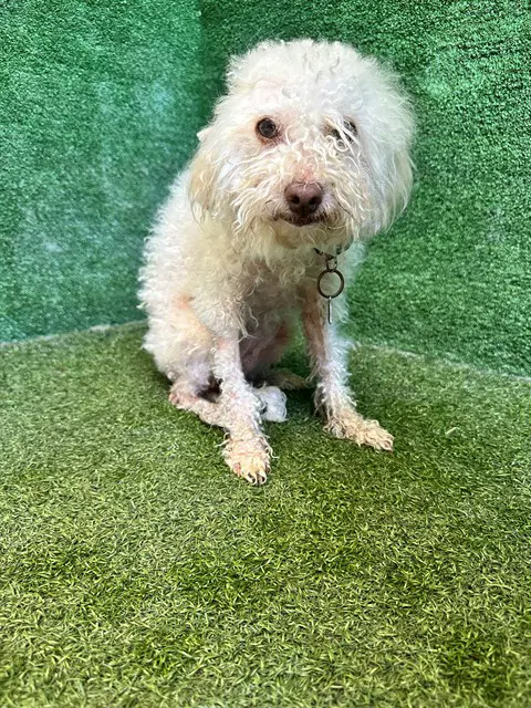 Petunia - Poodle (Toy)