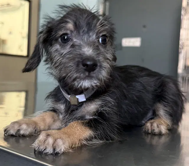 Unknown - Terrier