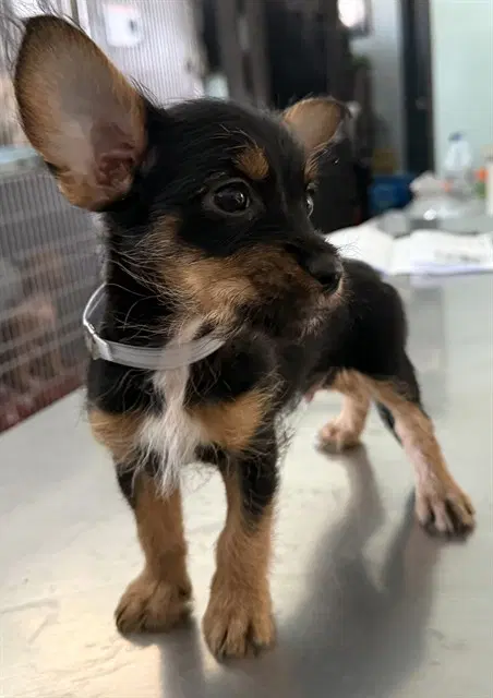 Unknown - Terrier