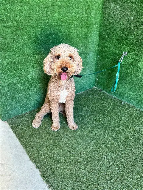 Unknown - Poodle (Miniature)