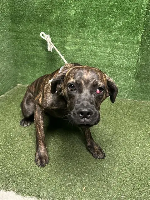 Unknown - Mastiff