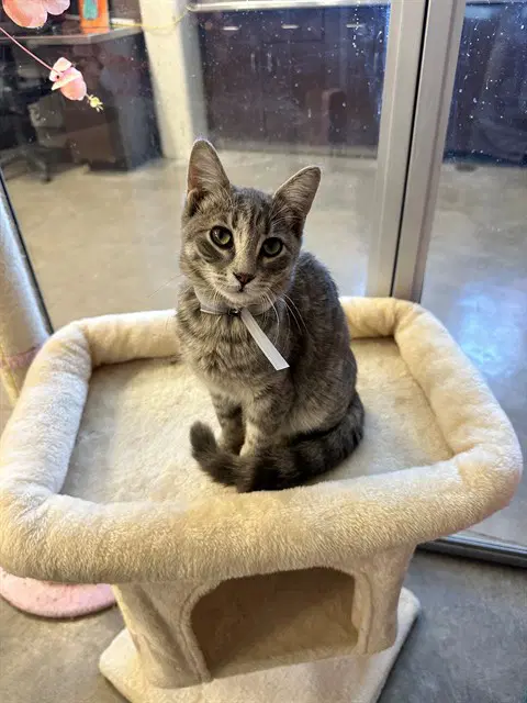Kirby - Domestic Short Hair