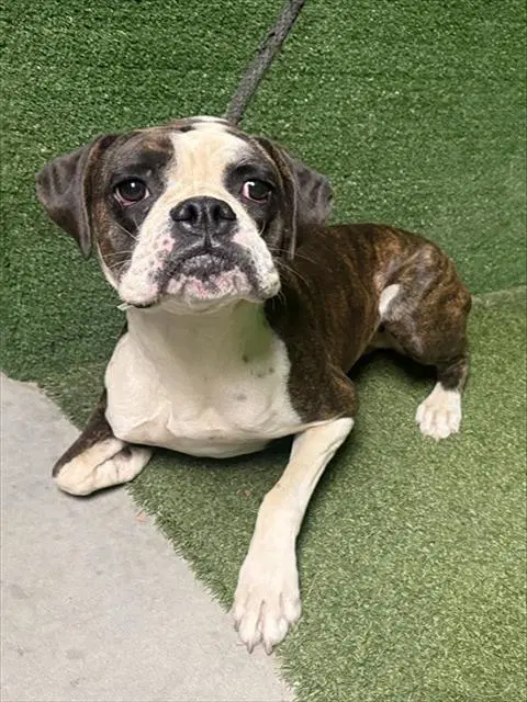 Rocky - Boxer