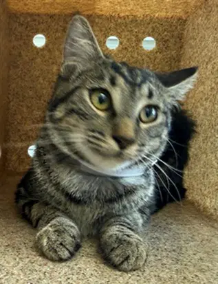 Pixie Dust - Domestic Medium Hair