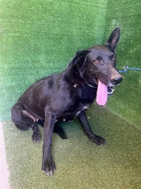 Blackie - German Shepherd Dog