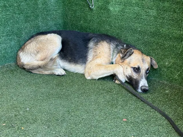 Jack - German Shepherd Dog