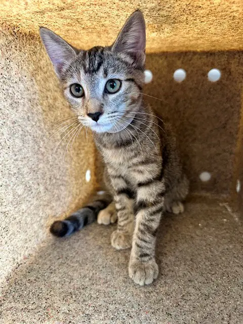 Daisy - Domestic Short Hair