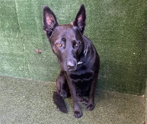 Becca - German Shepherd Dog