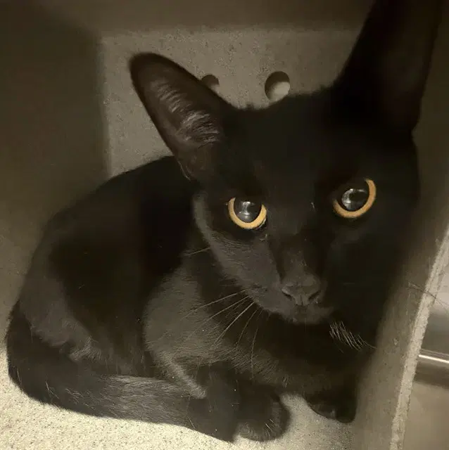 Kitty - Domestic Short Hair