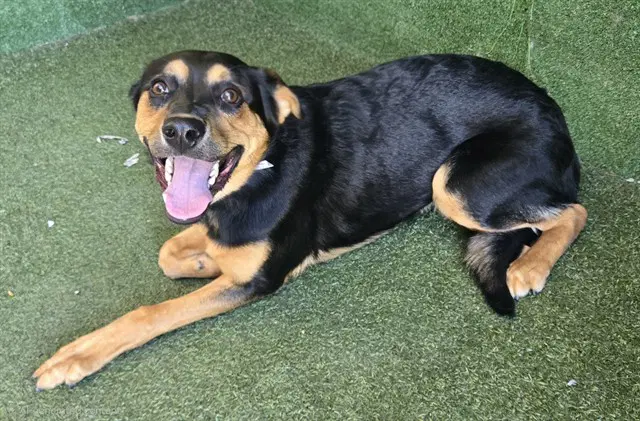 Charlie - Rottweiler