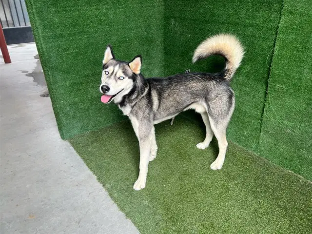 Hustle - Siberian Husky