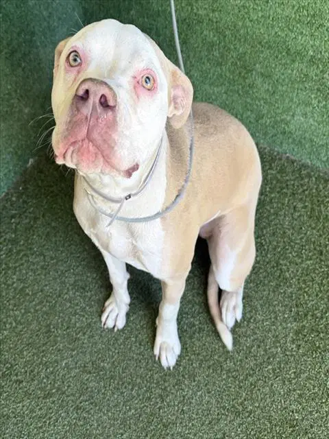 Unknown - Pit Bull Terrier