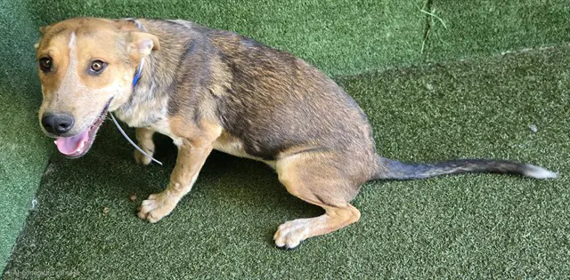 Unknown - Australian Cattle Dog/Blue Heeler