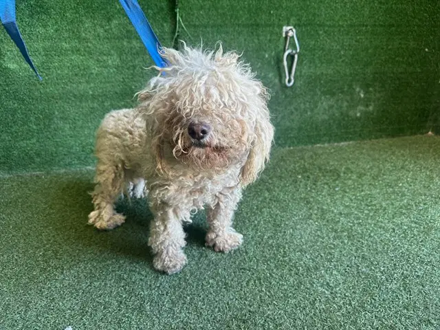 Zoey - Poodle (Miniature)