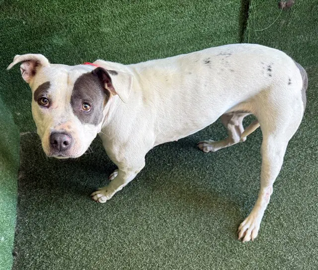 Cookie - Pit Bull Terrier