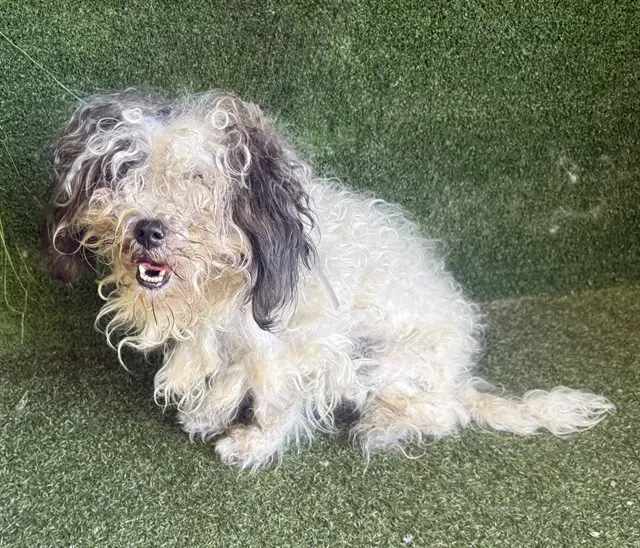 Bishop - Maltese