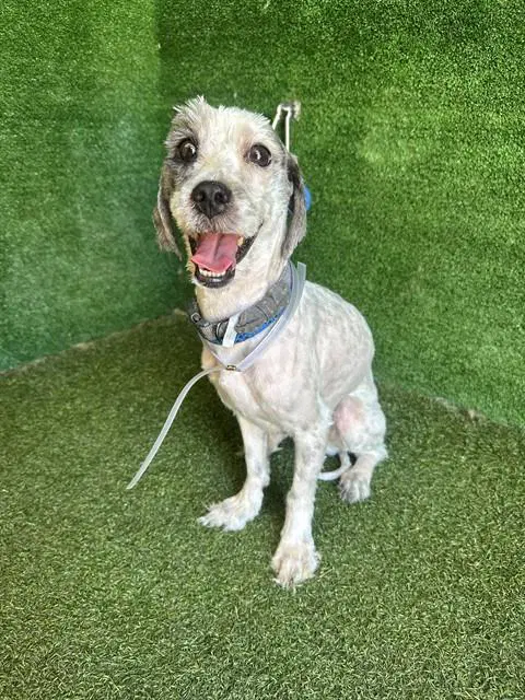 Bishop - Maltese