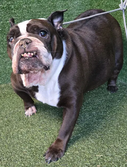 Coco - Bulldog