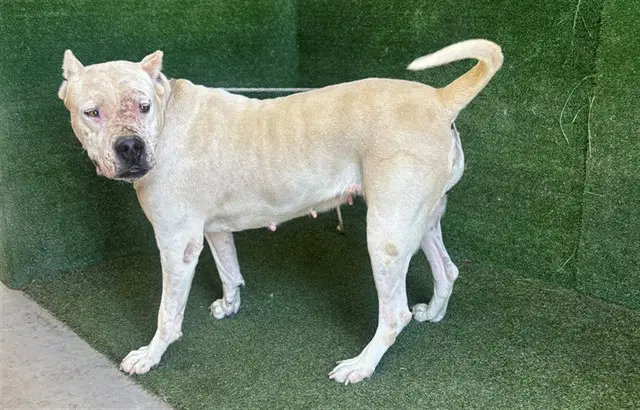 Cali - Dogo Argentino