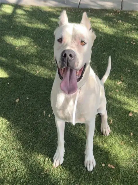 Cali - Dogo Argentino