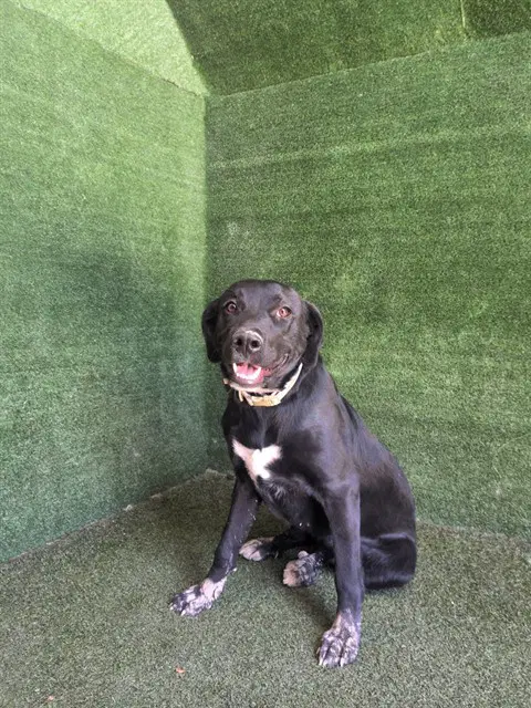 Baby Girl - Labrador Retriever