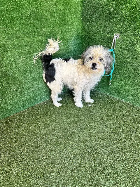 Unknown - Maltese