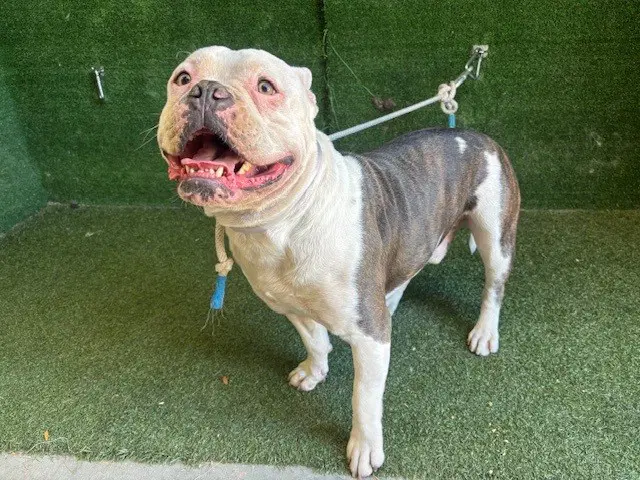 Unknown - Bulldog