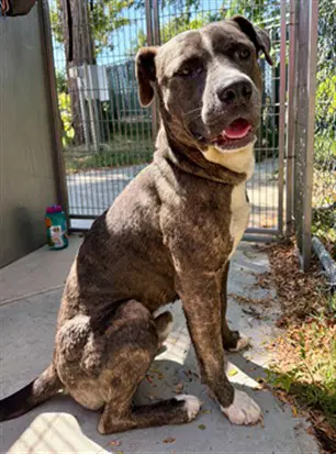 Unknown - Pit Bull Terrier